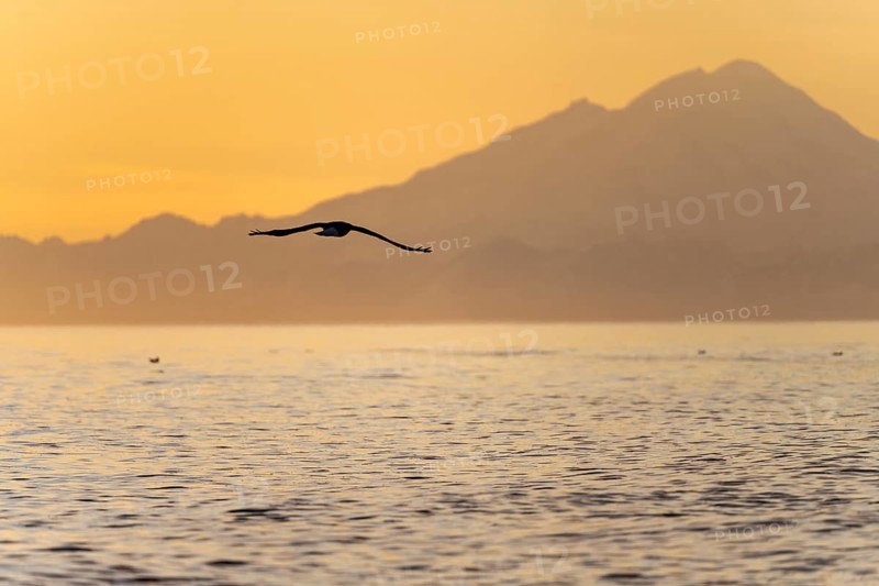 Bald eagle (Haliaeetus leucocephalus) flying in front of mountain silhouettes of the Aleutian chain with peak Mount Redoubt, at sunset, picturesque golden light of the midnight sun, Cook Inlet, Anchor Point, Anchor River State Recreation Area, Alaska, USA