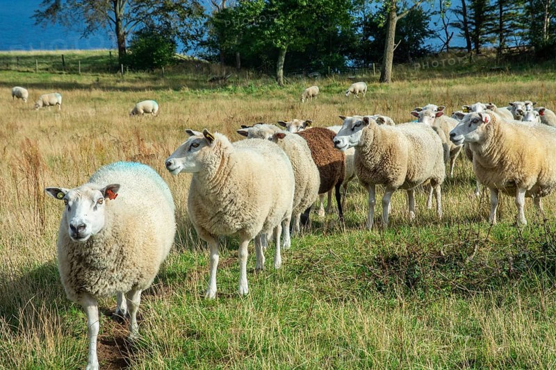 Sheep on a pasture in Kåseberga, Ystad Municipality, Skåne County, Sweden, Scandinavia