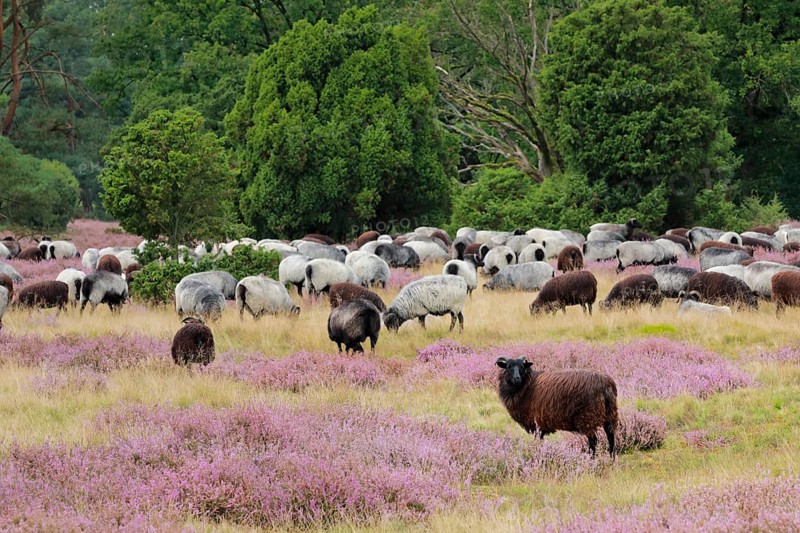 Heidschnucken eating in the midst of the blooming Lüneburger Heide, Lower Saxony, Germany