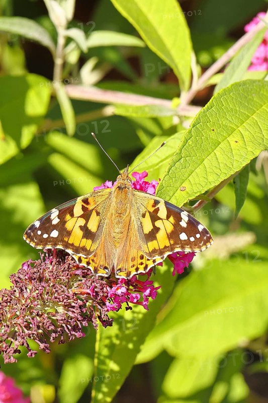 Thistle butterfly (Vanessa cardui) on a Buddleja davidii flower, Wilnsdorf, North Rhine-Westphalia, Germany
