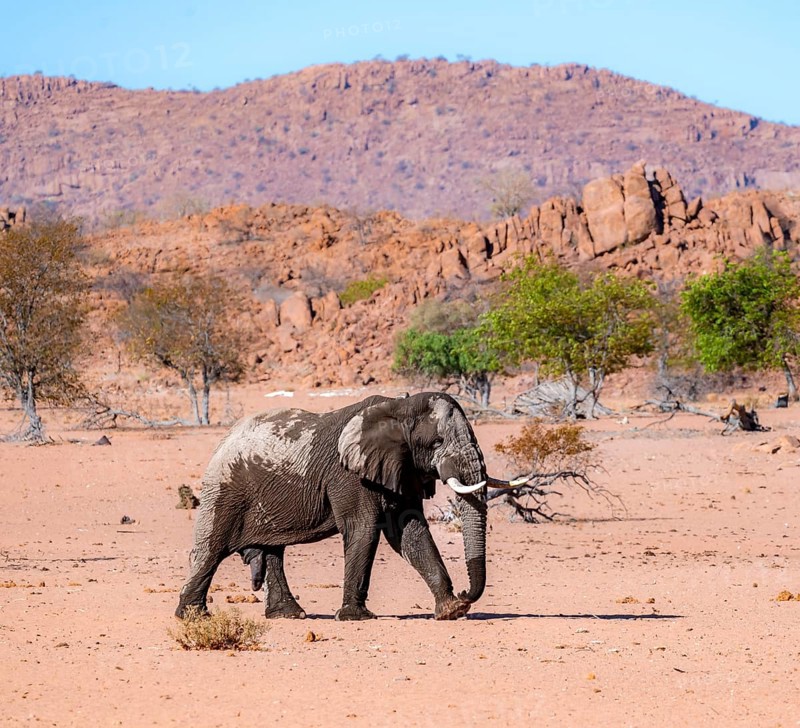 African elephant (Loxodonta africana), desert elephant in barren desert landscape, adult male, riverbed of the Ugab River, Damaraland, Erongo, Namibia
