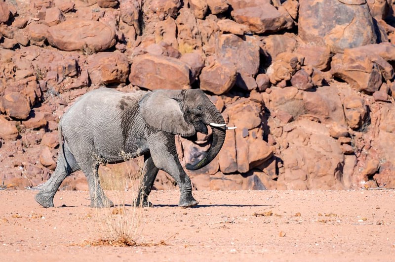 Young African elephant (Loxodonta africana), desert elephant, near the Ugab River, Damaraland, Kunene region, Namibia