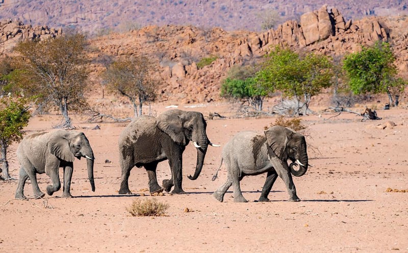 Three African elephants (Loxodonta africana), desert elephants, riverbed of the Ugab River, Damaraland, Erongo, Namibia