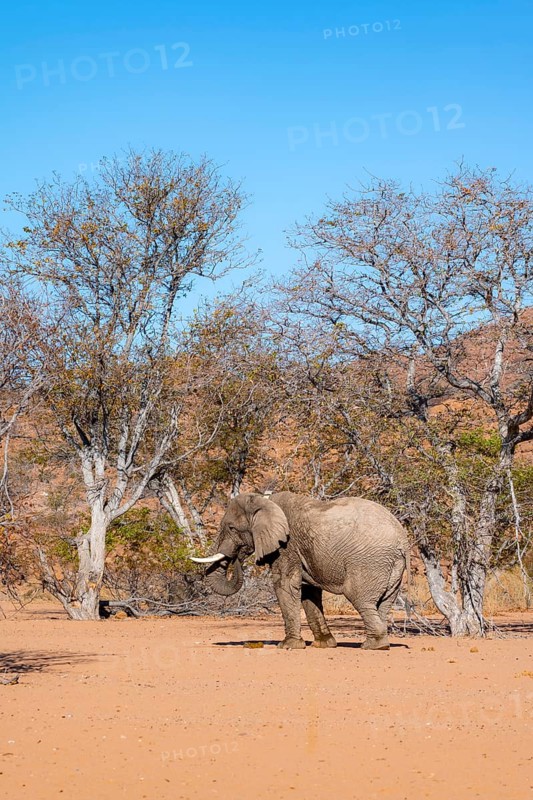 African elephant (Loxodonta africana), desert elephant in barren desert landscape, riverbed of the Ugab River, Damaraland, Erongo, Namibia