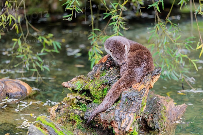 A Eurasian otter (Lutra lutra) grooms himself on a root of a tree with some moss on it lying in the water. Surrounded by water. Check Republic