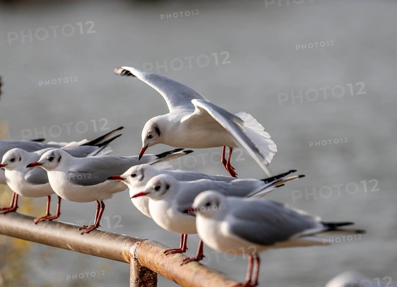 Black-headed gulls in winter dress, on a railing on the Rhine near Duisburg-Walsum, North Rhine-Westphalia, Germany