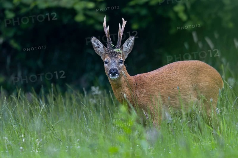 Roebuck (Capreolus capreolus) with unusual horns, an 8-pointer, abnormal, eyes, eye contact, summer coat, Germany