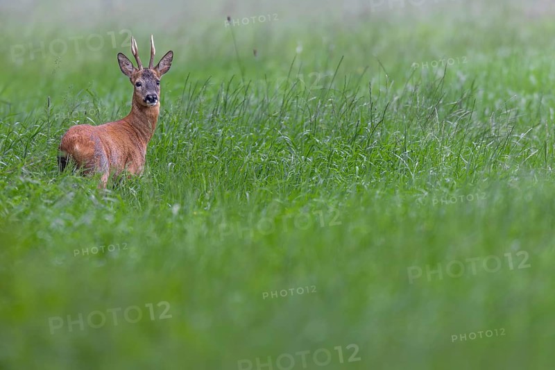 Roebuck (Capreolus capreolus) in best physical condition, eye contact, summer coat, Germany