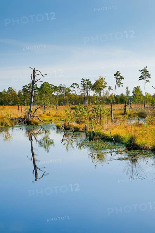 Pine forest and dead wood near Seelein in Pitzmoor in the Lüneburger Heide nature park Park near Schneverdingen, Lower Saxony, Germany