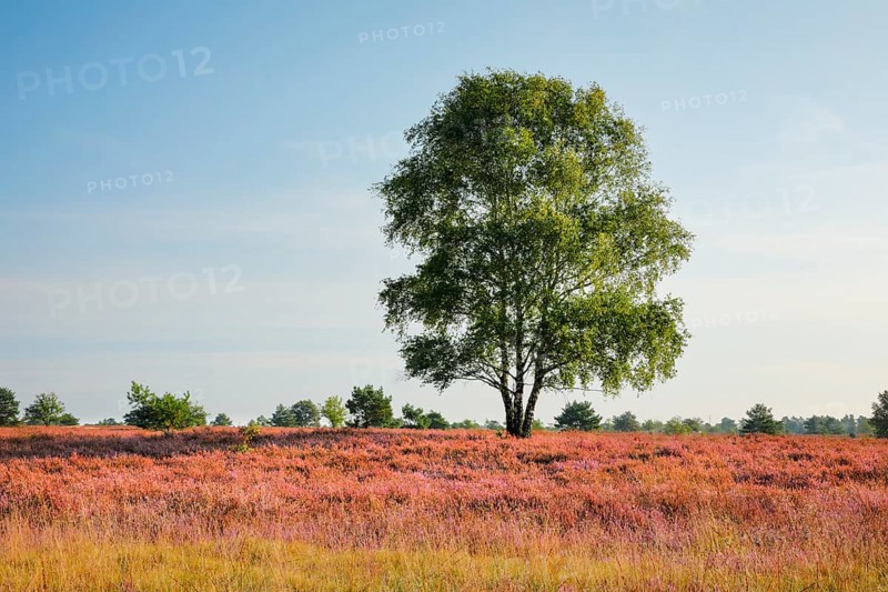 Large birch tree in the blooming Lüneburg Heath, Lower Saxony, Germany