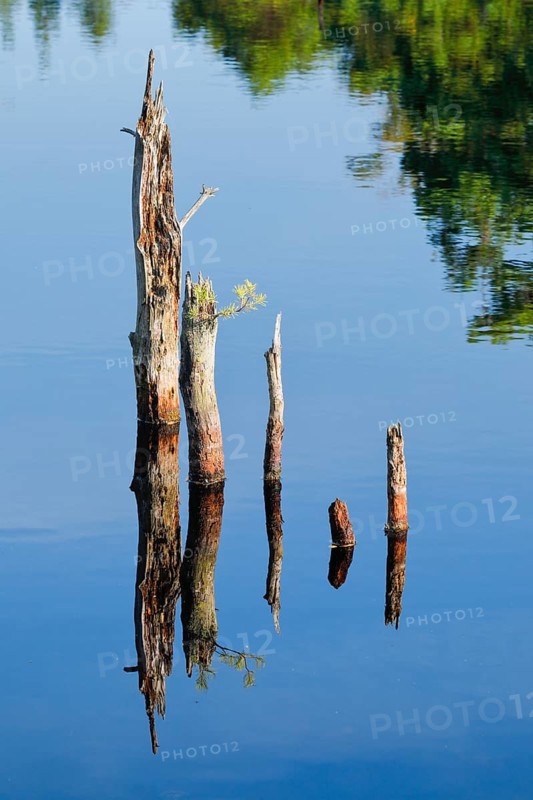 Dead wood is reflected in the water in Pitzmoor in the Lüneburger Heide nature park Park near Schneverdingen, Lower Saxony, Germany