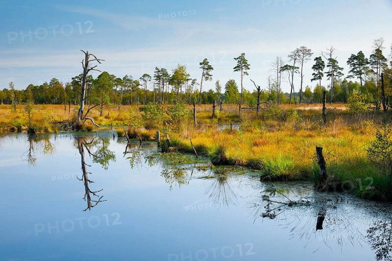 Pine forest and dead wood near Seelein in Pitzmoor in the Lüneburger Heide nature park Park near Schneverdingen, Lower Saxony, Germany