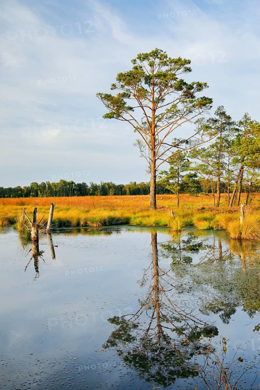 Pine forest and lake in Pitzmoor in the Lüneburger Heide nature park Park near Schneverdingen, Lower Saxony, Germany