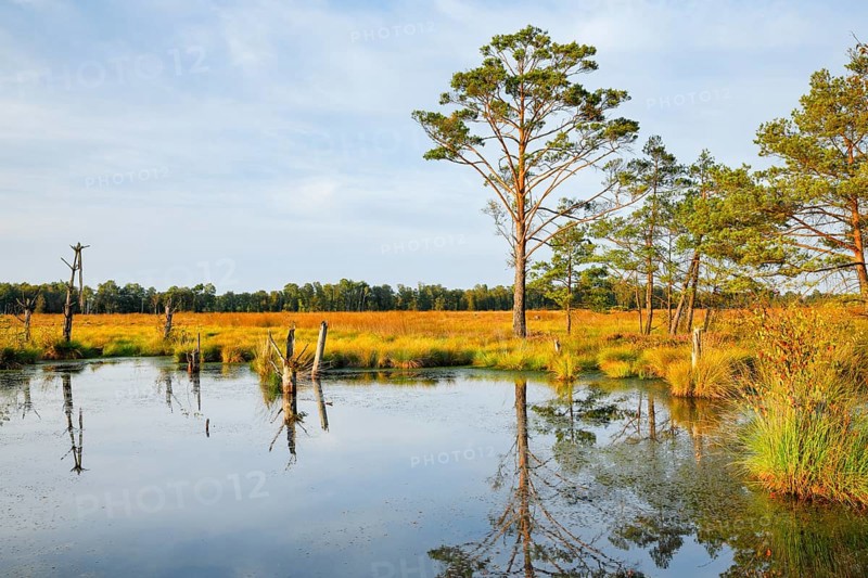 Pine forest and lake in Pitzmoor in the Lüneburger Heide nature park Park near Schneverdingen, Lower Saxony, Germany