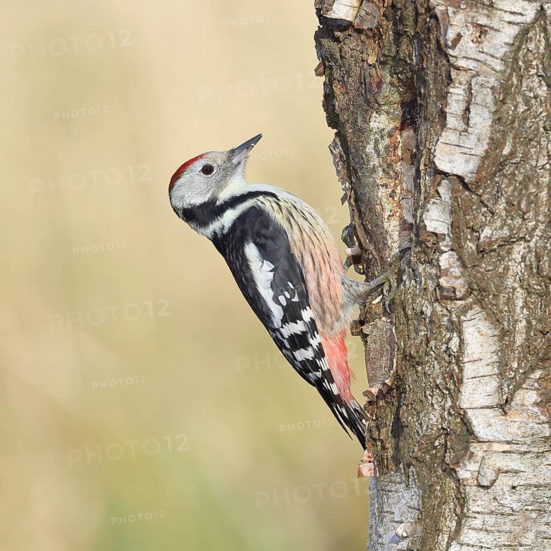 Middle spotted woodpecker (Dendrocopos medius), foraging on the trunk of a common birch (Betula pendula), wildlife, woodpeckers, nature photography, autumn, Wilnsdorf, North Rhine-Westphalia, Germany