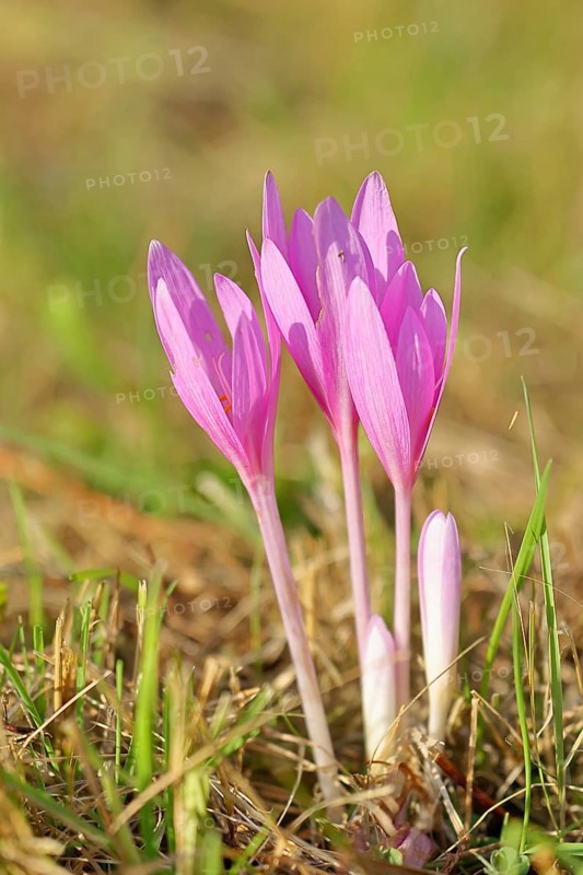 Autumn crosses (Colchicum autumnale), timeless plants (Colchica) half-opened flowers in a meadow, endangered, protected poisonous plant species, native nature, wet meadow, autumn herald, season, autumn, onion plant, poisonous plant, Wilnsdorf, North Rhine-Westphalia, Germany