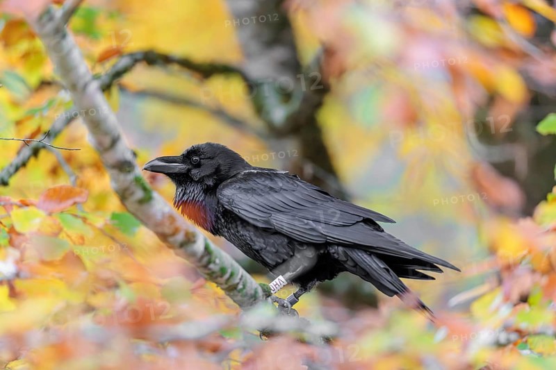 A common raven (Corvus corax) sits in an autumnal colored tree. Austria