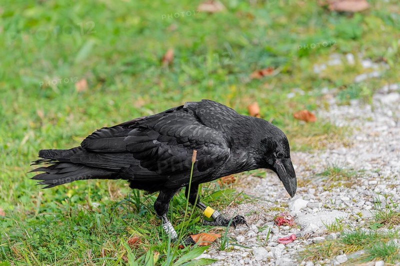 A raven (Corvus corax) stands in a meadow and digs up hidden food