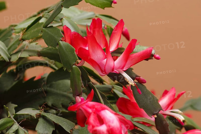 Christmas cactus (Schlumbergera truncata), flowers, in studio, North Rhine-Westphalia, Germany