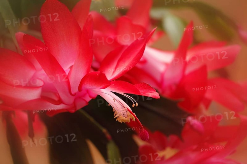 Christmas cactus (Schlumbergera truncata), blossoms, in studio, with alienation, North Rhine-Westphalia, Germany