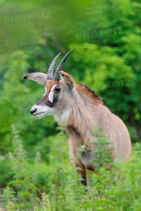 A roan antelope (Hippotragus equinus) stands in a green meadow with tall vegetation. South Africa