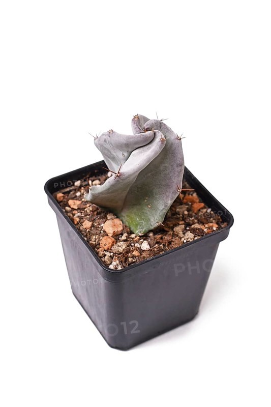 Silver green colored 'Stenocereus Pruinosus cactus houseplant in flower pot on white background
