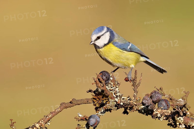 Blue tit (Parus caeruleus), sitting on a branch in a blackthorn bush, (Prunus spinosa), sloes, with ripe fruit, autumn, wildlife, animals, tit family, songbird, birds, Wilnsdorf, North Rhine-Westphalia, Germany