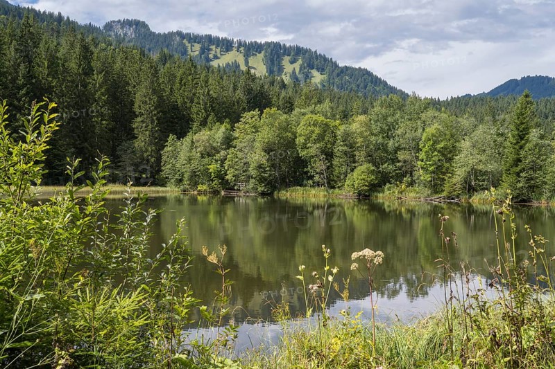 Landscape near Suttensee, wetland, Mangfall Mountains, Rottach-Egern, Upper Bavaria, Bavaria, Germany