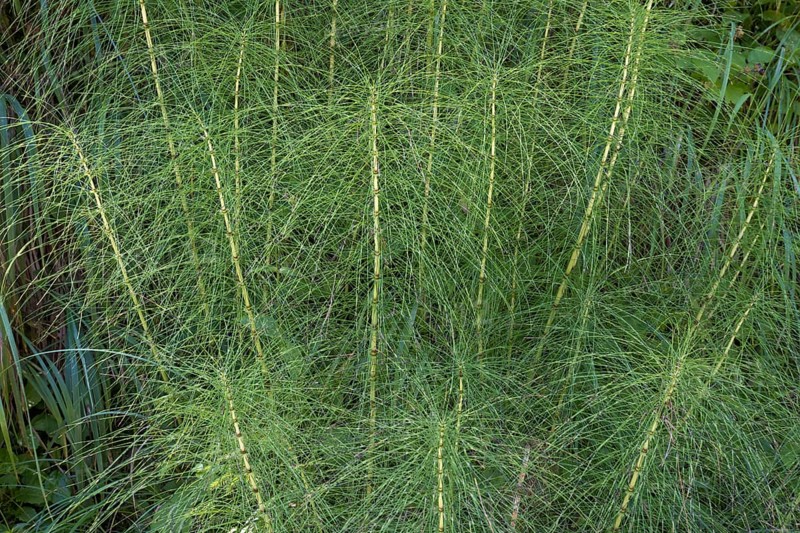 Fern, close-up, wetland, Mangfall Mountains, Rottach-Egern, Upper Bavaria, Bavaria, Germany