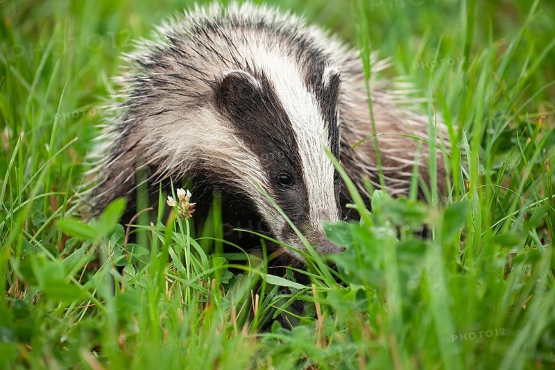 Quiet badger in the green grass of the Lüneburger Heide