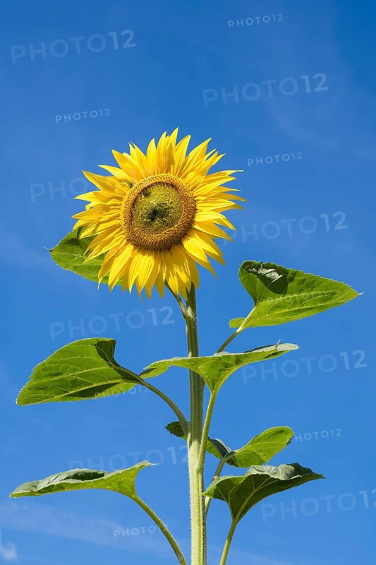 Sunflower (Helianthus annuus) against a blue sky, Bavaria, Germany