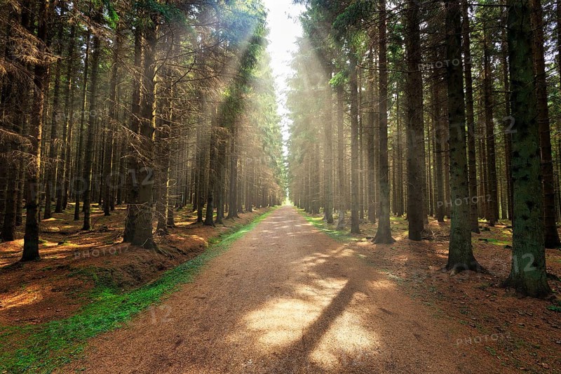 Hiking trail leads straight through coniferous forest, sunbeams, flooded with light, Bornholm, Denmark