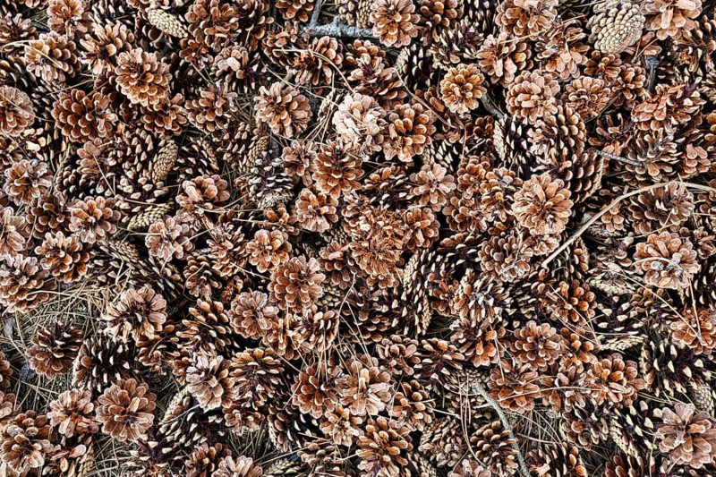 Countless dry pine cones (Pinus), Scots pine (Pinus sylvestris), forest floor, view from above, Bornholm, Denmark