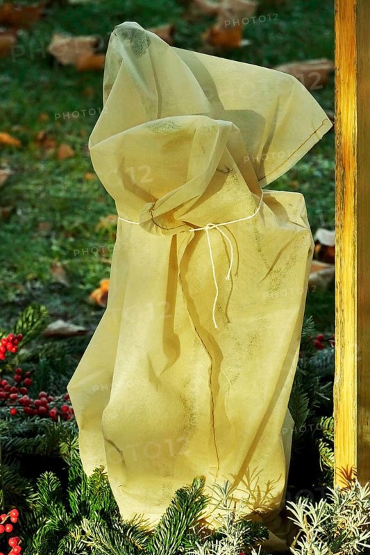 Winter-proof plant in the garden, Germany