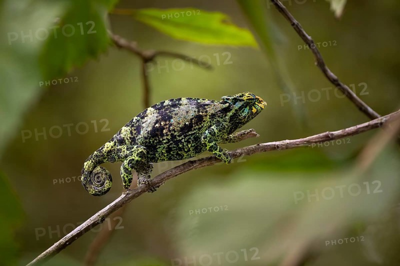 Three-horned chameleon (Trioceros jacksonii), female, Bwindi Impenetrable Forest National Park, Uganda