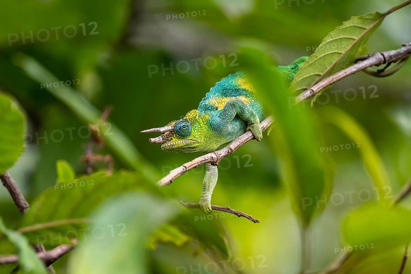 Three-horned chameleon (Trioceros jacksonii), male, Bwindi Impenetrable Forest National Park, Uganda
