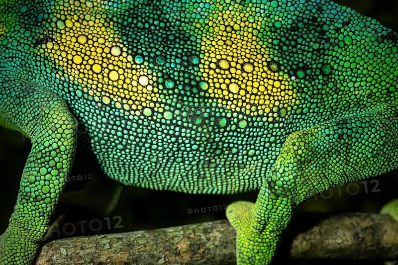Detail, skin of a three-horned chameleon (Trioceros jacksonii), male, Bwindi Impenetrable Forest National Park, Uganda