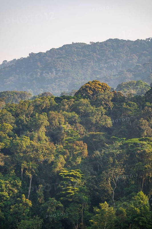 Rainforest, jungle, Bwindi Impenetrable Forest National Park, Uganda