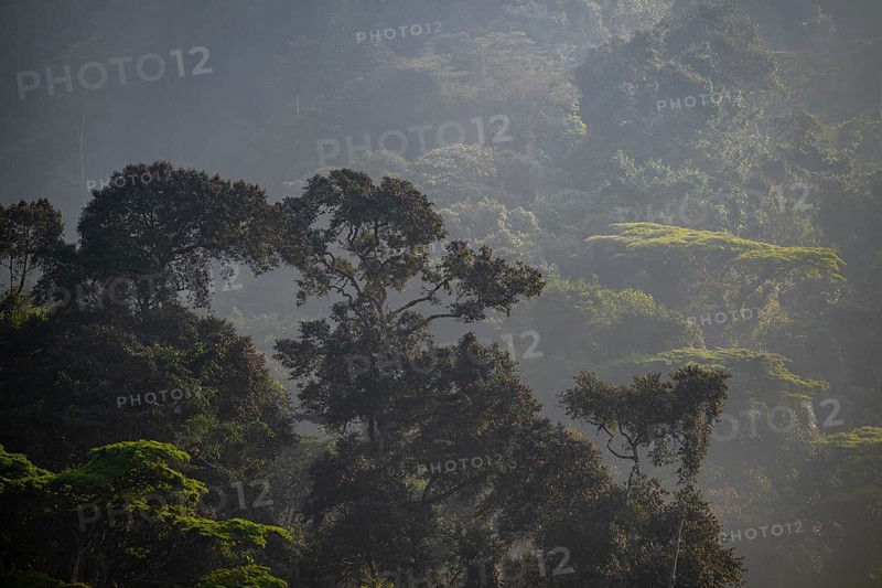 Rainforest, jungle, Bwindi Impenetrable Forest National Park, Uganda