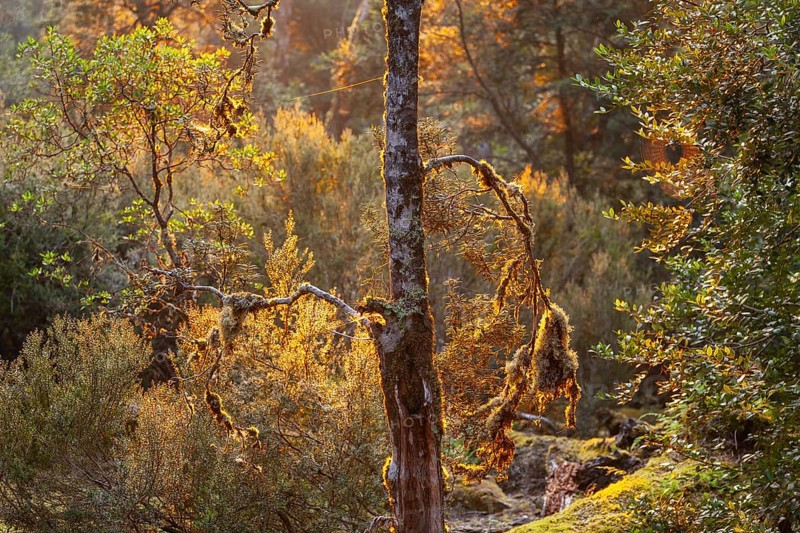 Tasmanian deciduous tree (Nothofagus gunnii) at sunrise, with illuminated sun and beautiful morning atmosphere in the forest of the Cradle Mountains National Park, Tasmania