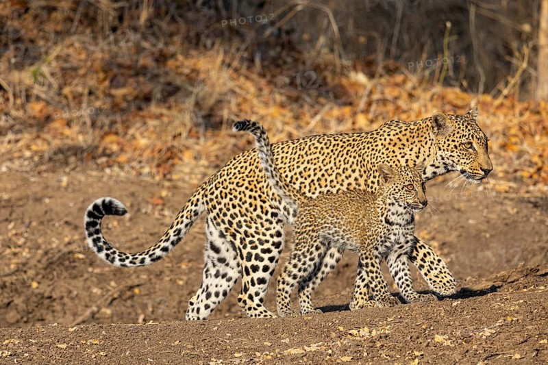 Leopard (Panthera pardus) female with 4 month old cub Zambia