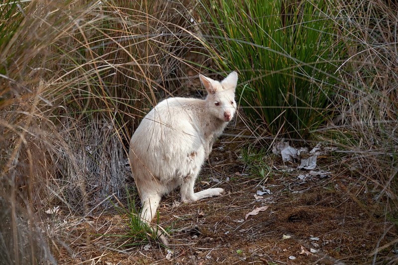 Rare white wallaby in the wild of Tasmania. Albino Bennett Wallaby at the edge of the forest on Bruny Island