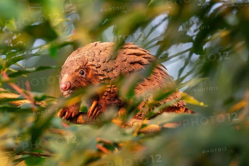 Pangolin climbing a tree, white-bellied pangolin (Phataginus tricuspis, Manis tricuspis), Western Region, Pangolin Rescue Center, Uganda