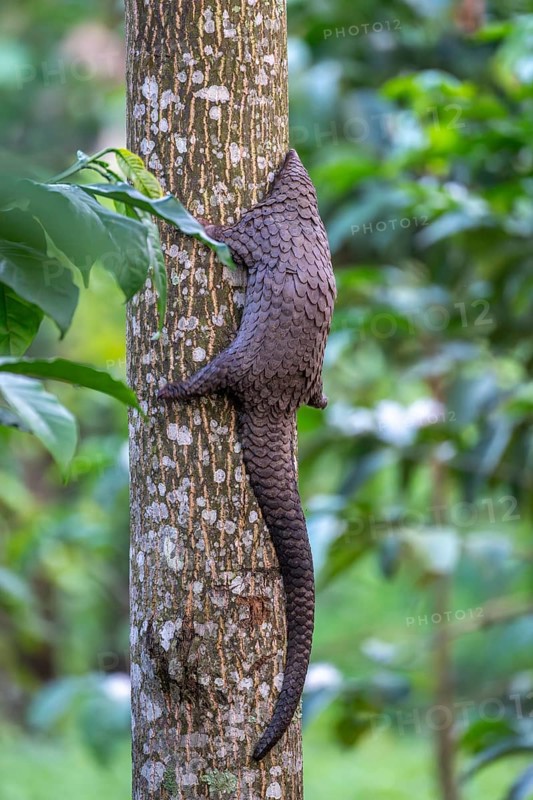 Pangolin climbing a tree, white-bellied pangolin (Phataginus tricuspis, Manis tricuspis), Western Region, Pangolin Rescue Center, Uganda