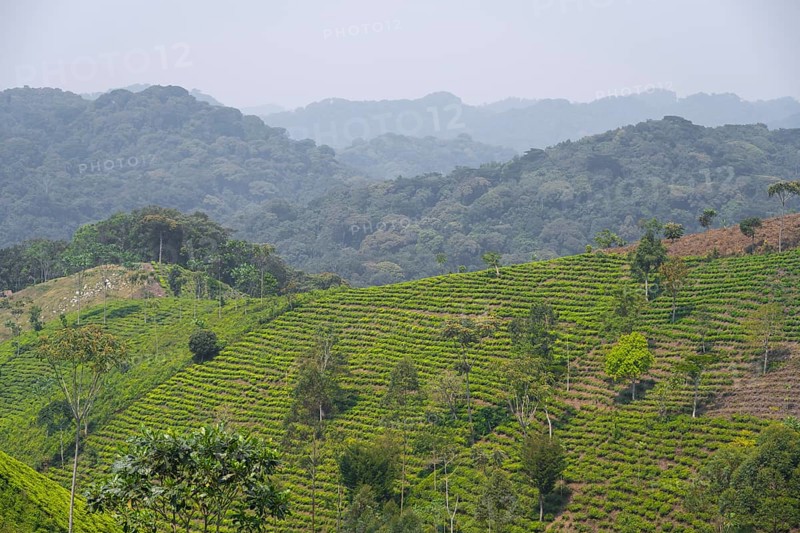 Tea plantation in the mountains, western region, Uganda