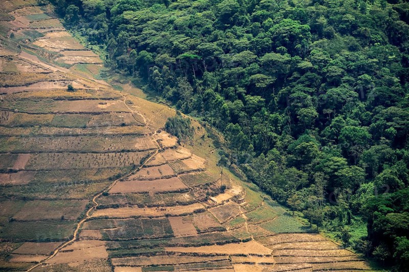 Contrast between forest and farmland, symbolic image of deforestation, loss of rainforest, jungle, Bwindi Impenetrable Forest National Park, Uganda