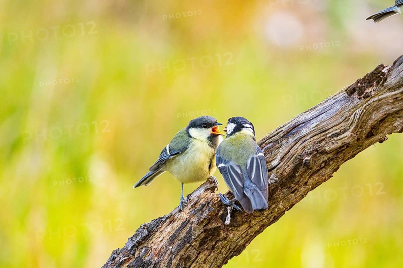 Great tit (Parus major) adult bird feeds young Germany