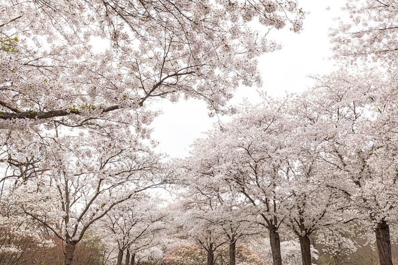 White-blooming cherry trees in spring on Rose Island in Bad Kreuznach, Germany