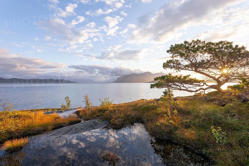 Scots pine with sun stars on the Norwegian fjord. Sunrise at Bodø, Nordland, Norway