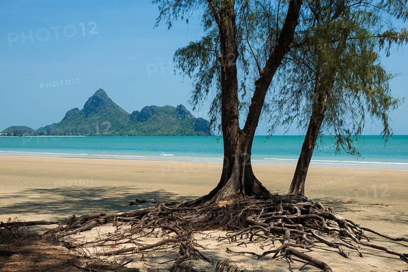 Lonely beach and ironwood trees, Casuarina Equisetifolia, Ao Manao Beach, Prachuap Khiri Khan, Prachuap Khiri Khan Province, Central Thailand, Thailand